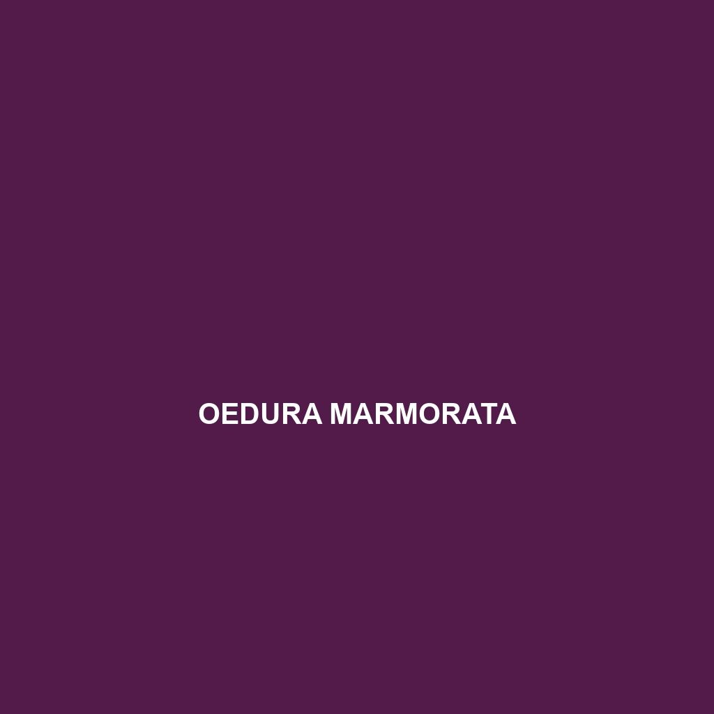 Oedura marmorata