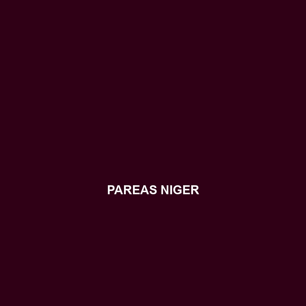 Pareas niger