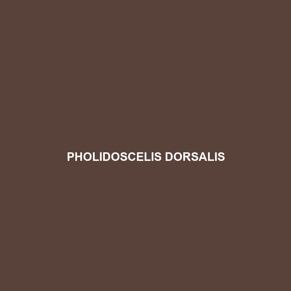 Pholidoscelis dorsalis