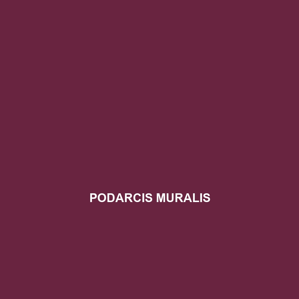 Podarcis muralis