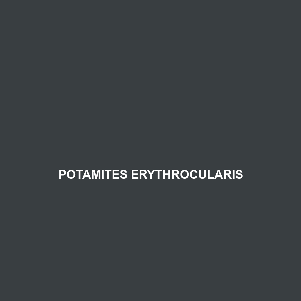 Potamites erythrocularis