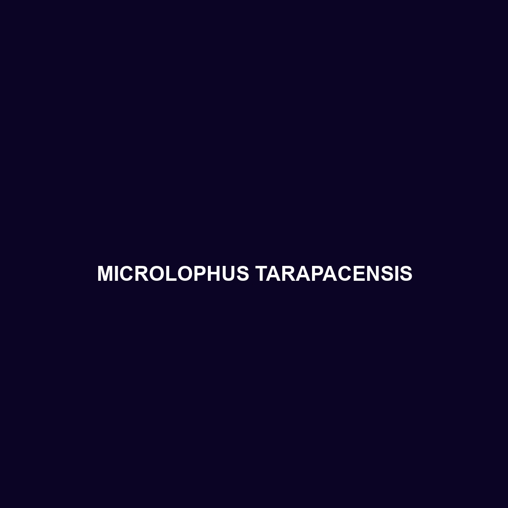 Microlophus tarapacensis