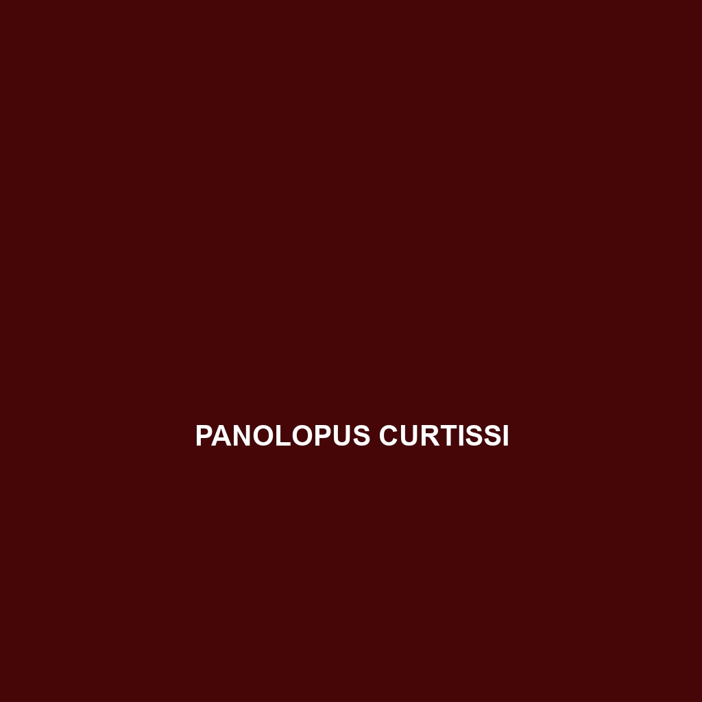 Panolopus curtissi