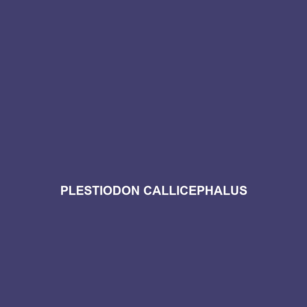 Plestiodon callicephalus