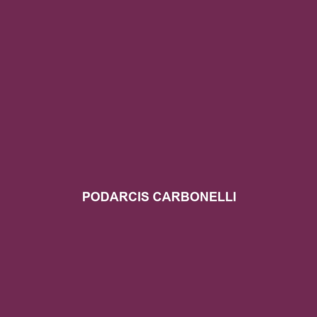 Podarcis carbonelli