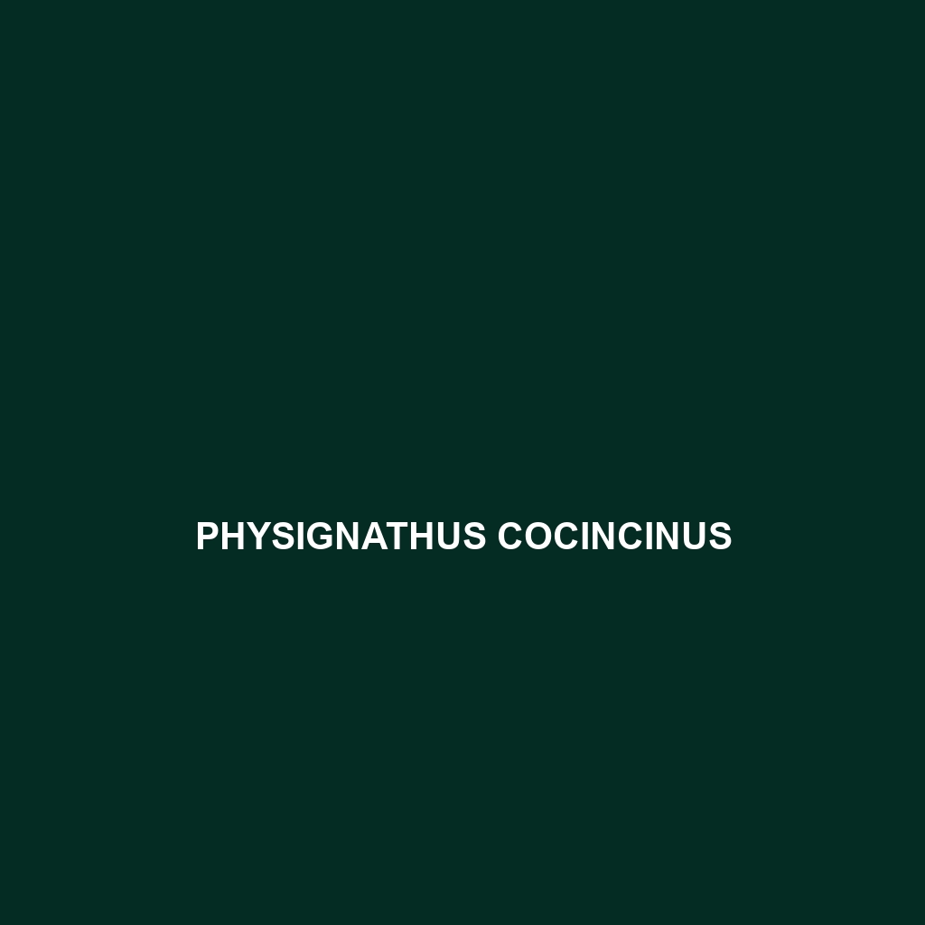 Physignathus cocincinus