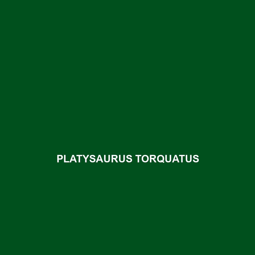 Platysaurus torquatus