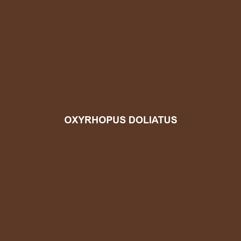 Oxyrhopus doliatus