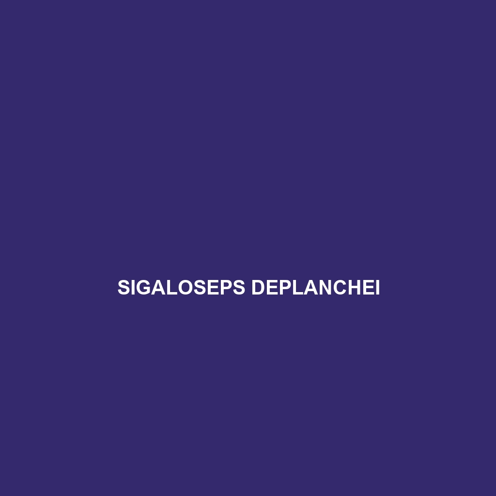 Sigaloseps deplanchei