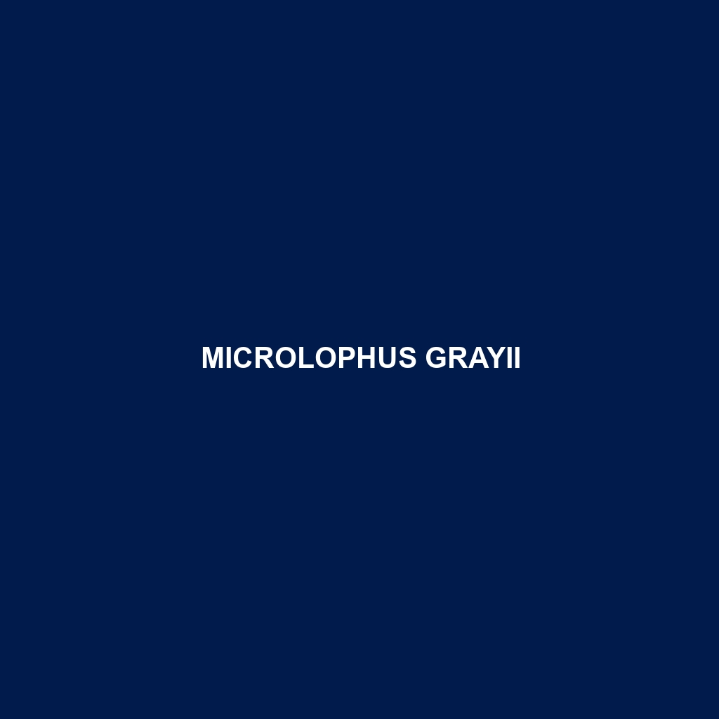 Microlophus grayii