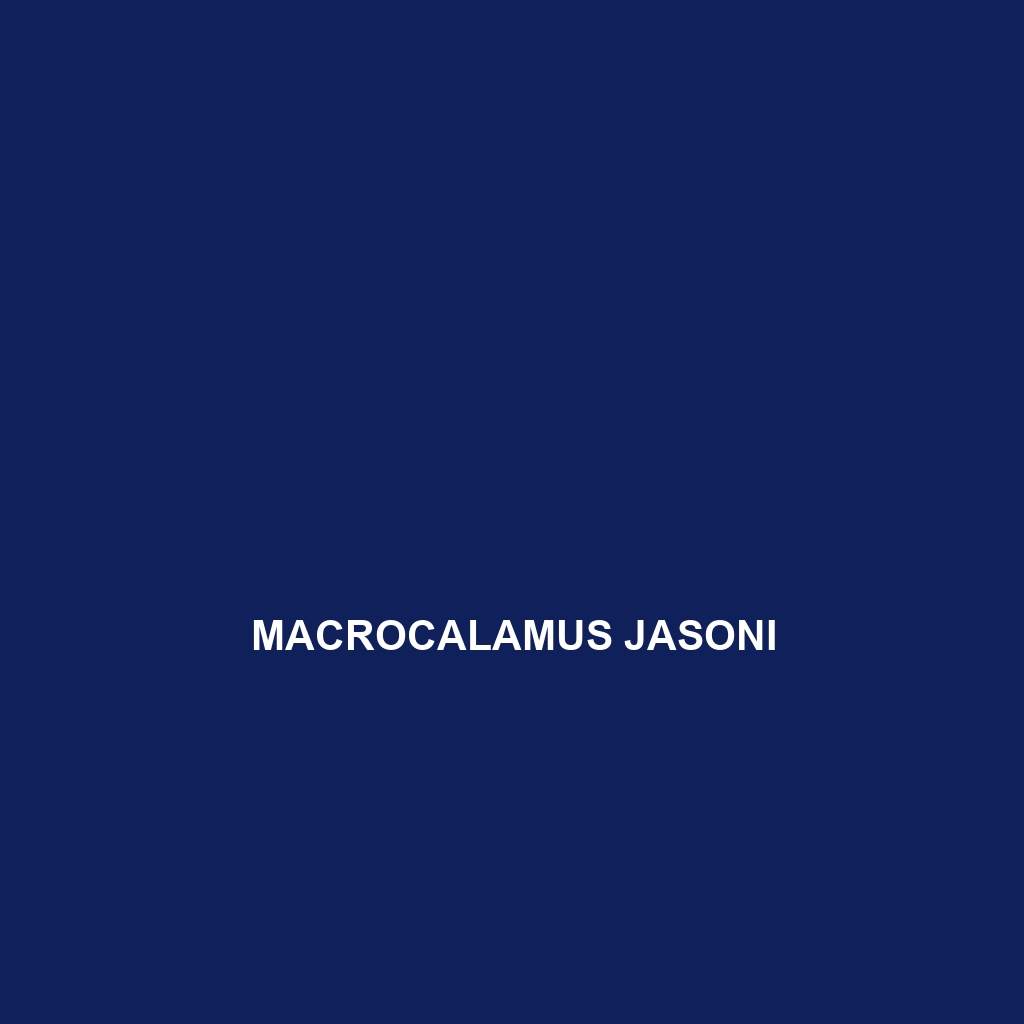 Macrocalamus jasoni