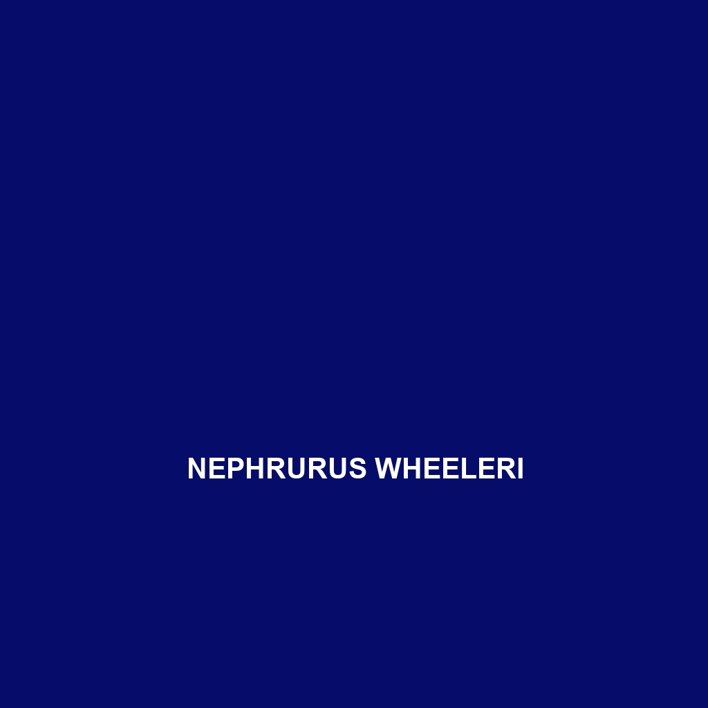 Nephrurus wheeleri