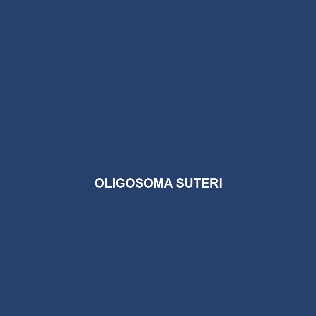 Oligosoma suteri