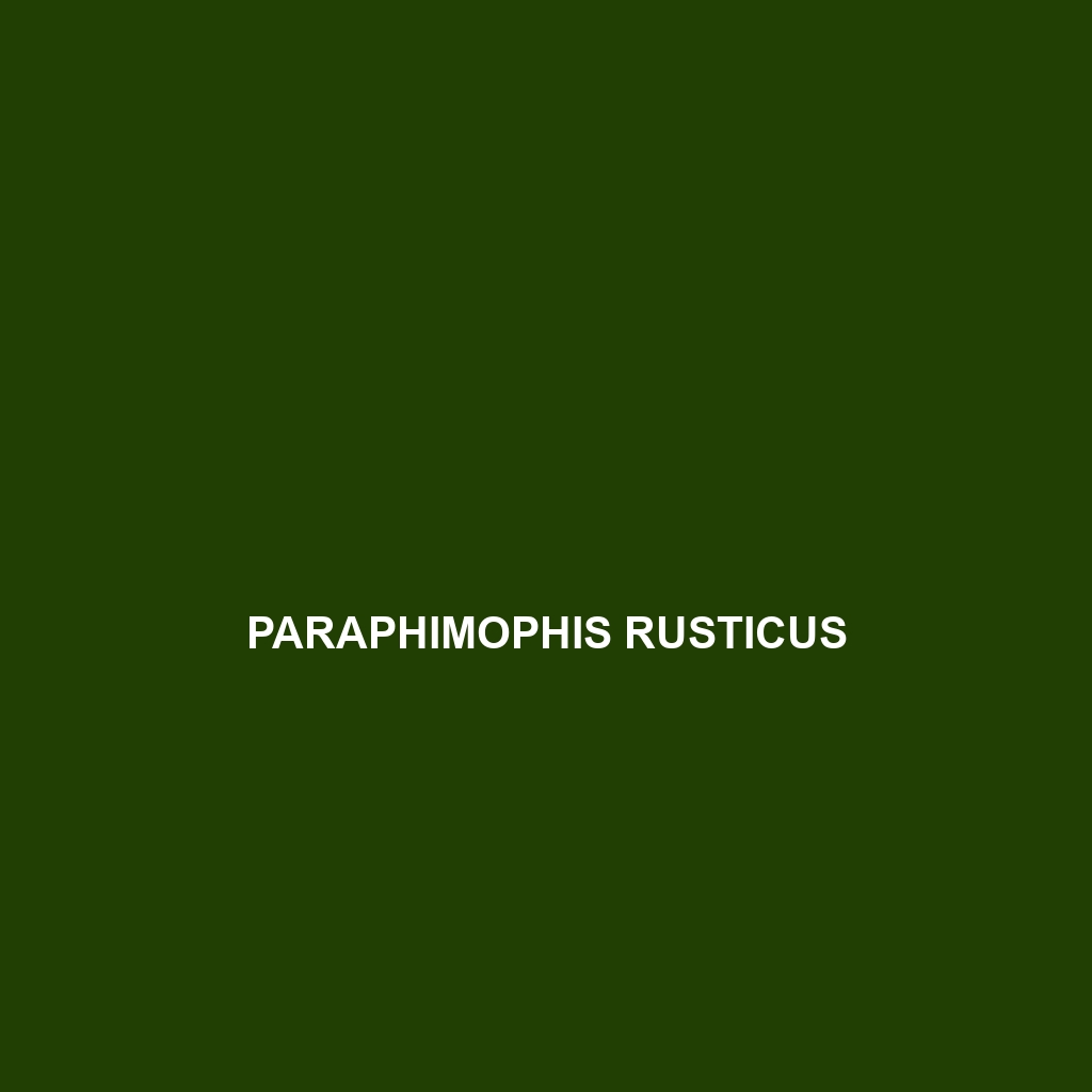 Paraphimophis rusticus