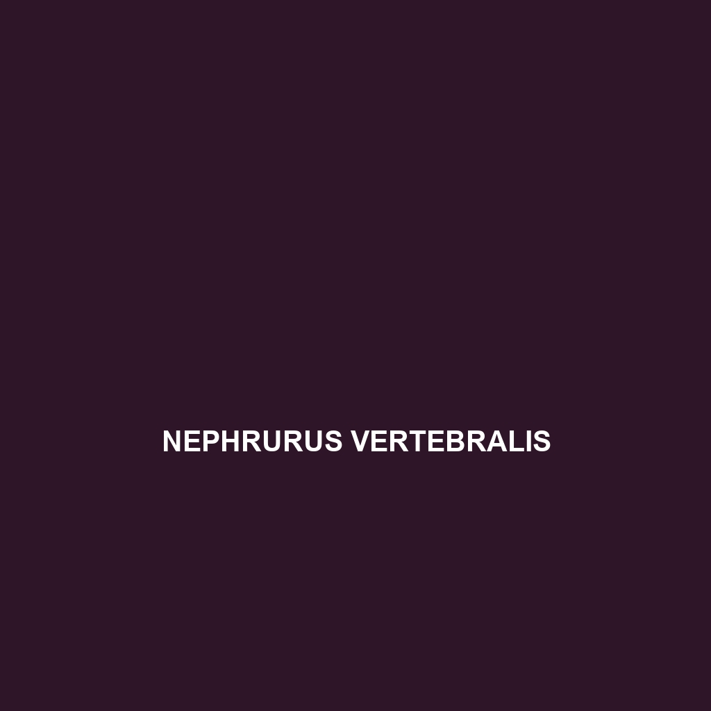 Nephrurus vertebralis