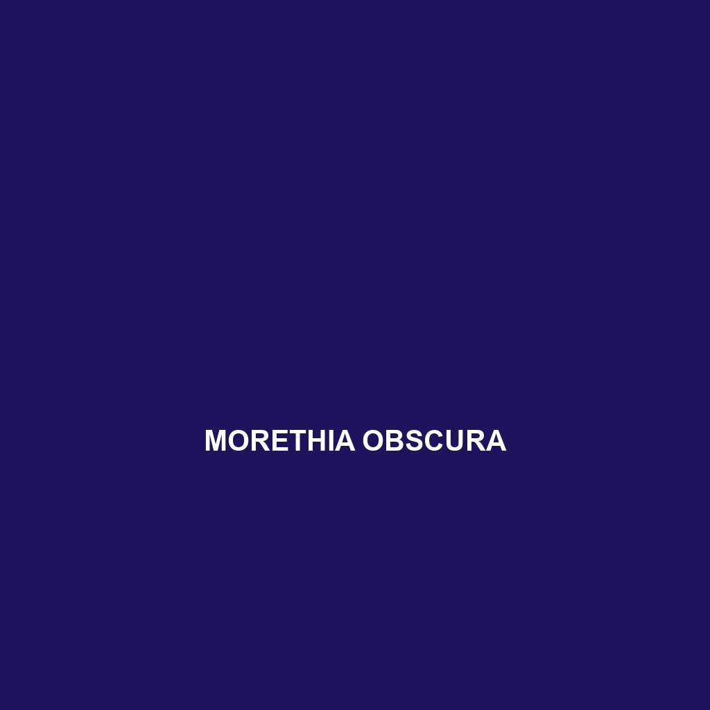 Morethia obscura