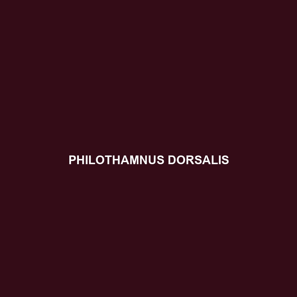 Philothamnus dorsalis