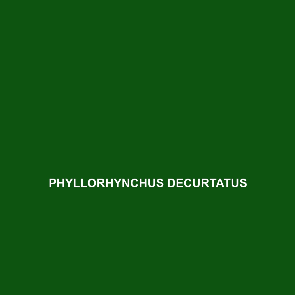 Phyllorhynchus browni