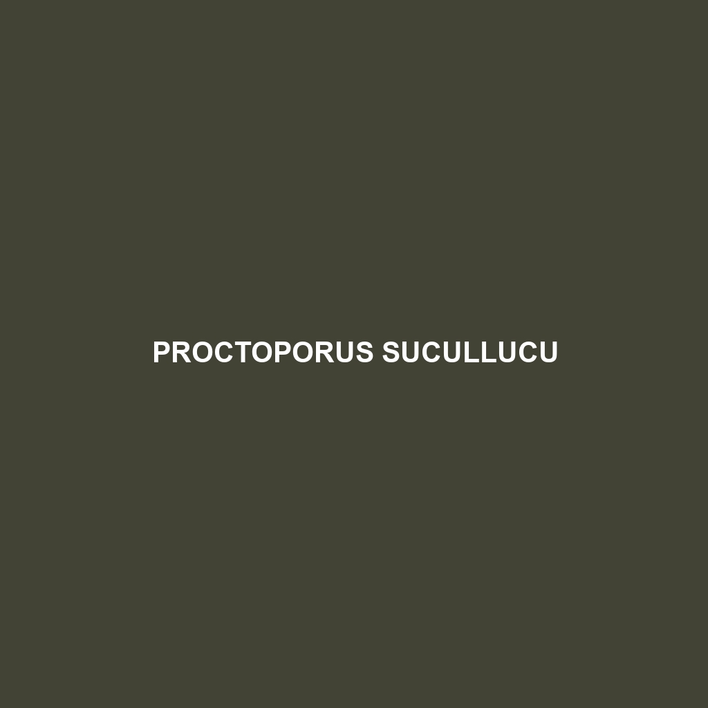 Proctoporus sucullucu