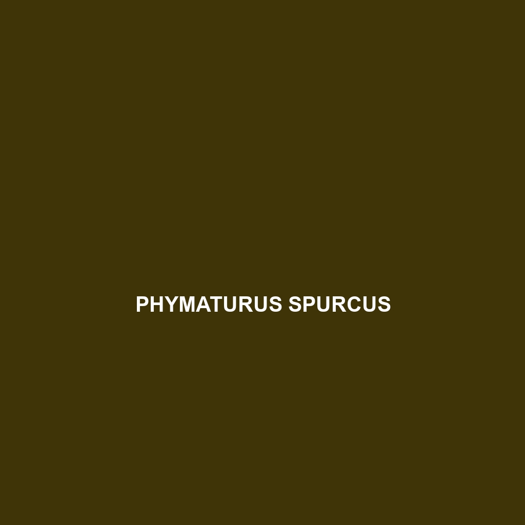 Phymaturus spurcus