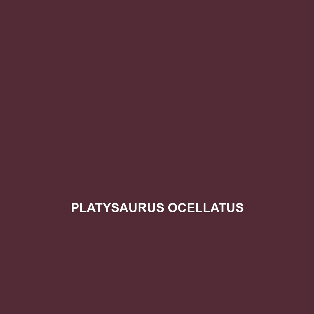 Platysaurus ocellatus