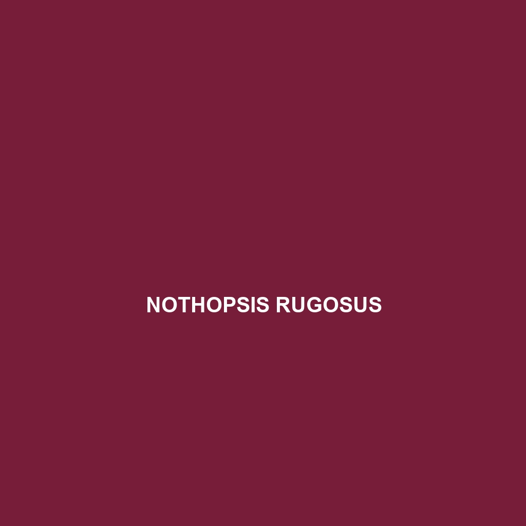 Nothopsis rugosus