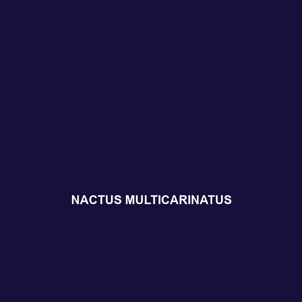 Nactus multicarinatus