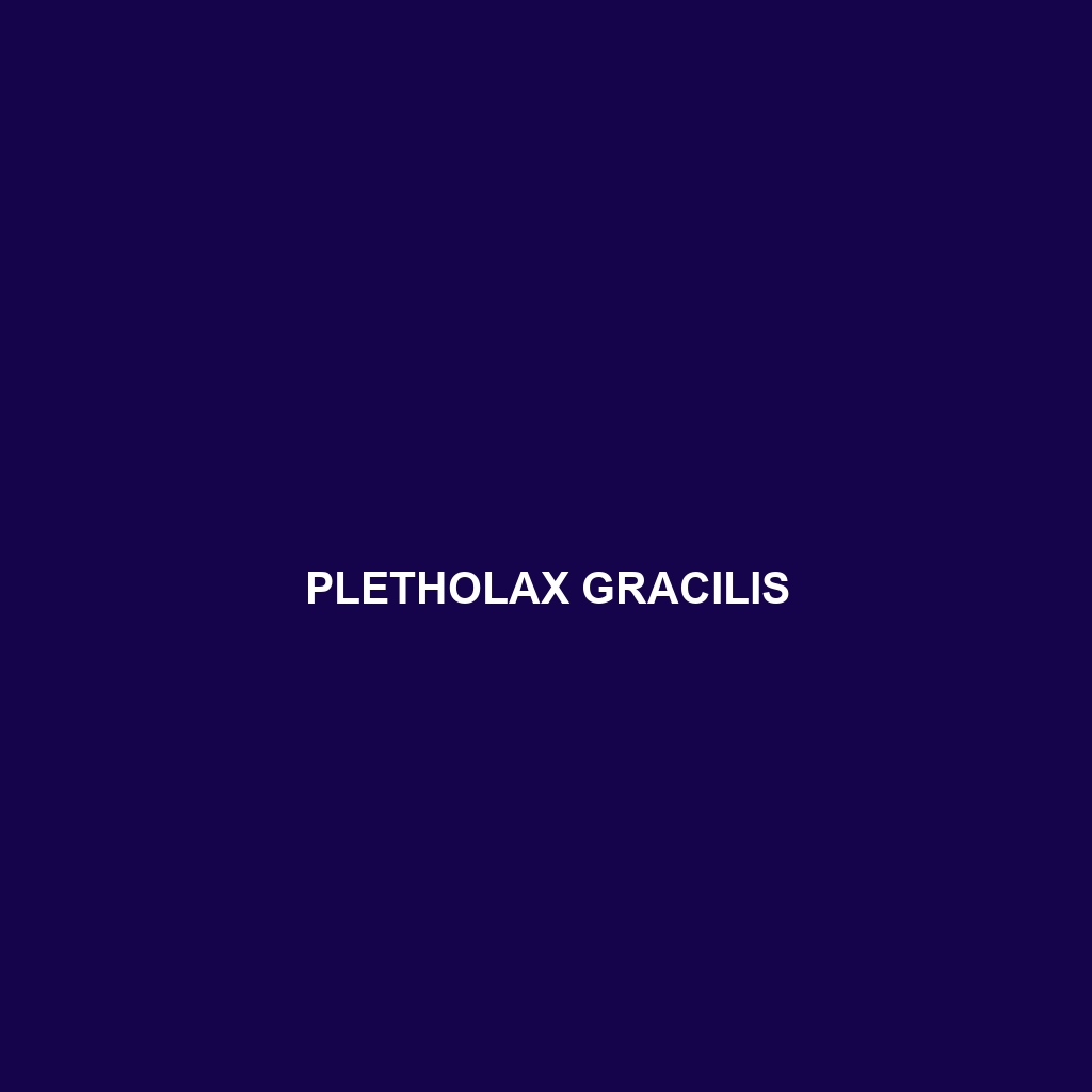 Pletholax gracilis