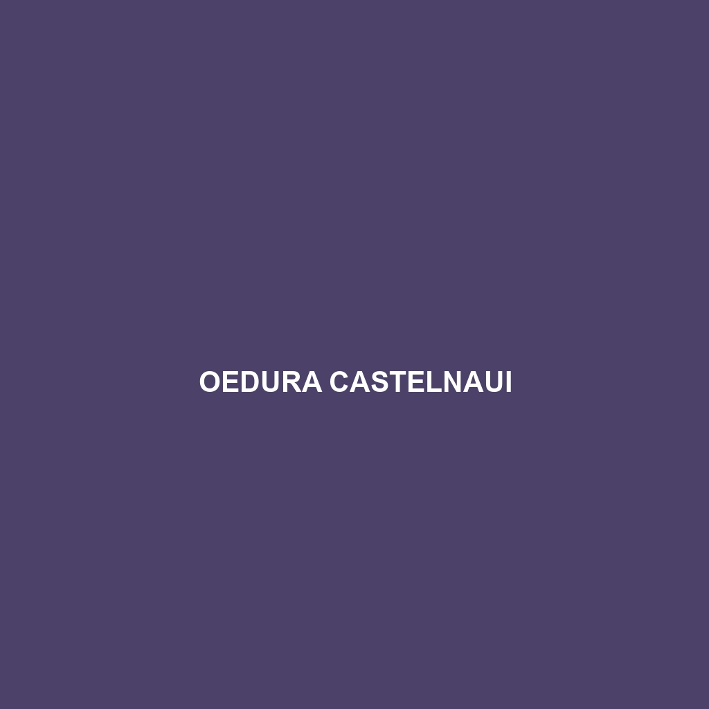 Oedura castelnaui