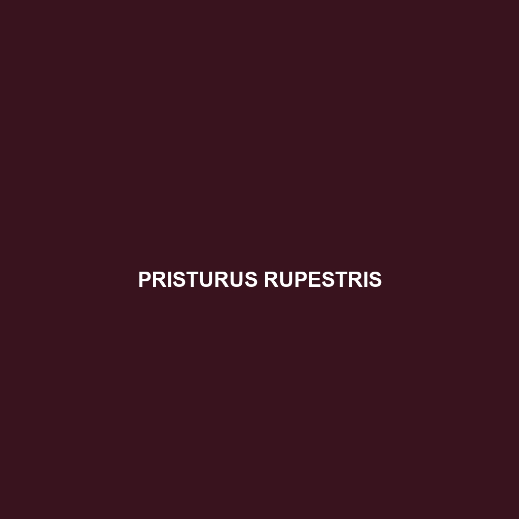 Pristurus rupestris