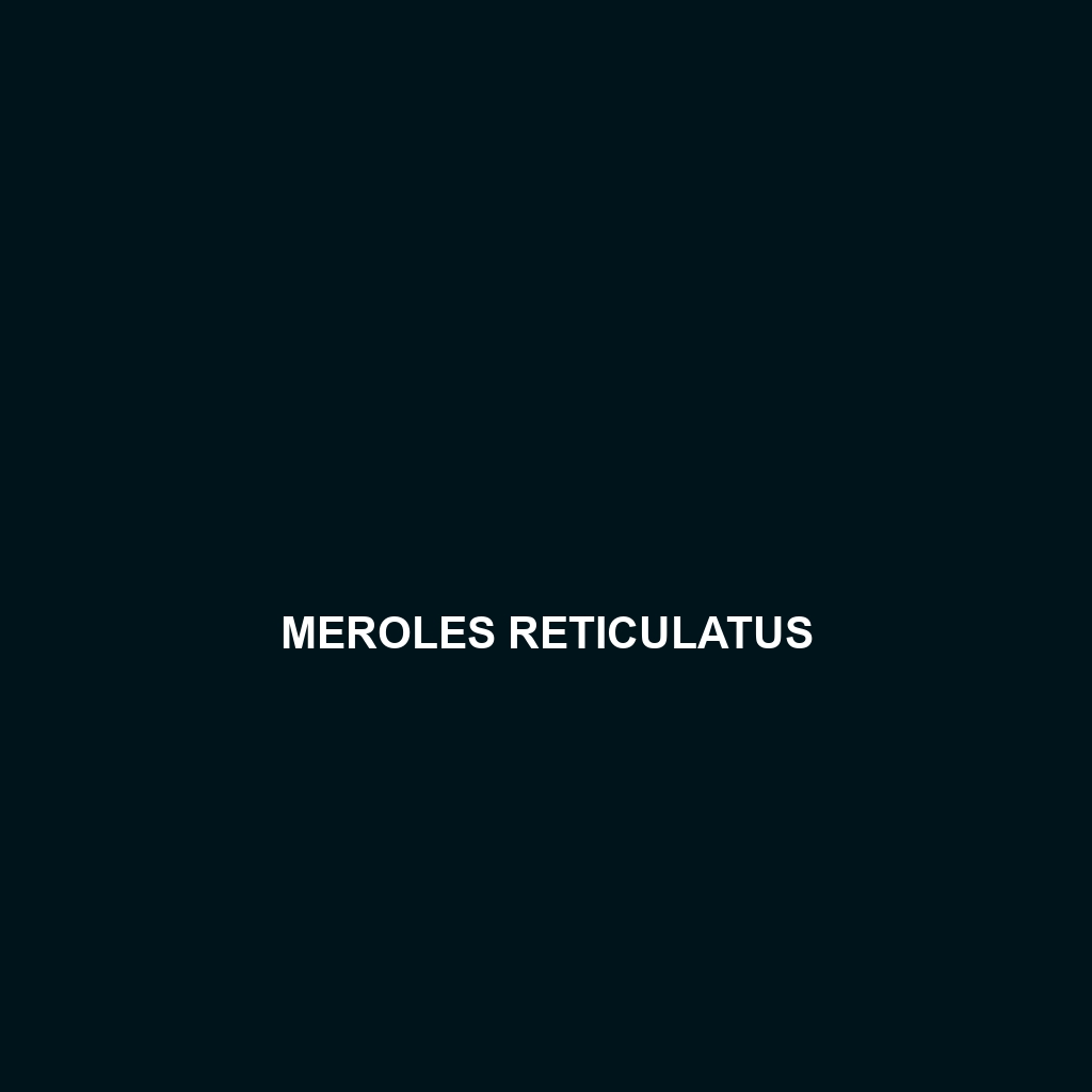 Meroles reticulatus