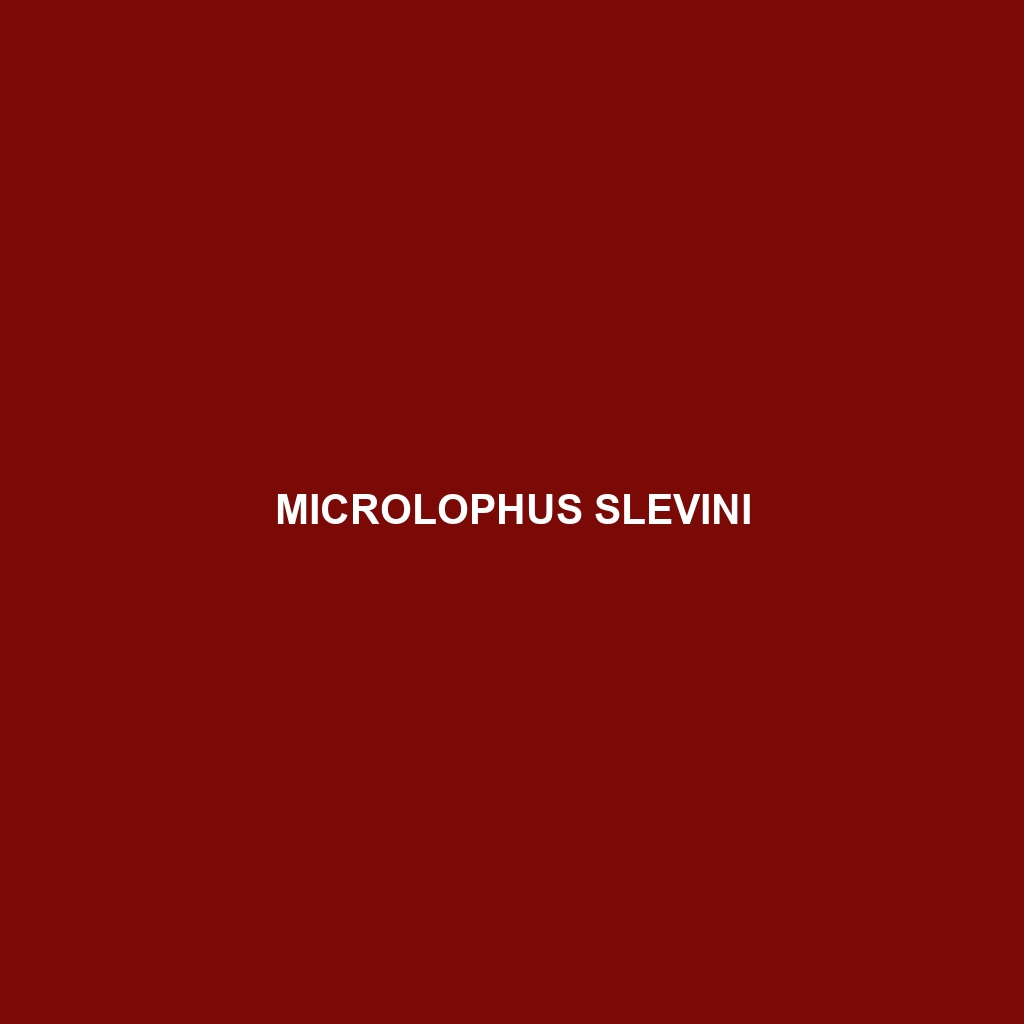 Microlophus slevini