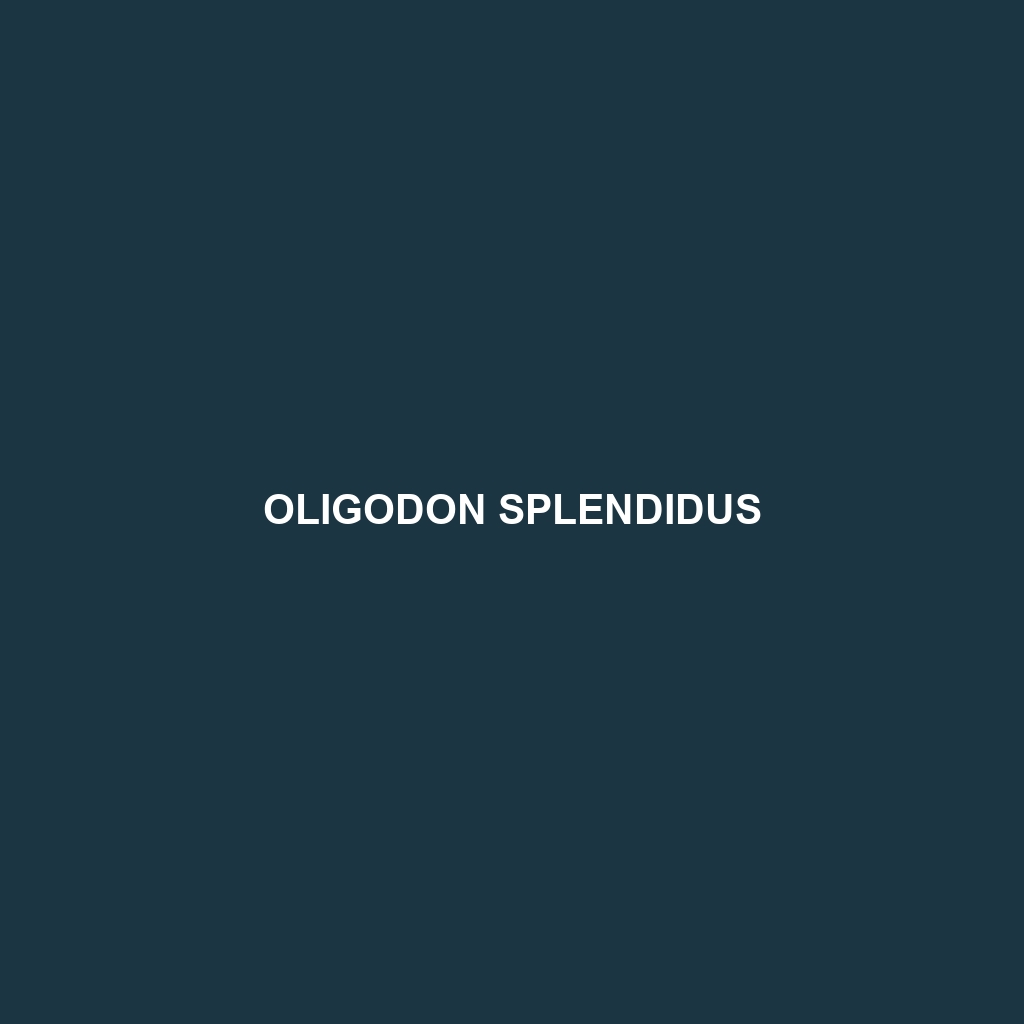 Oligodon splendidus