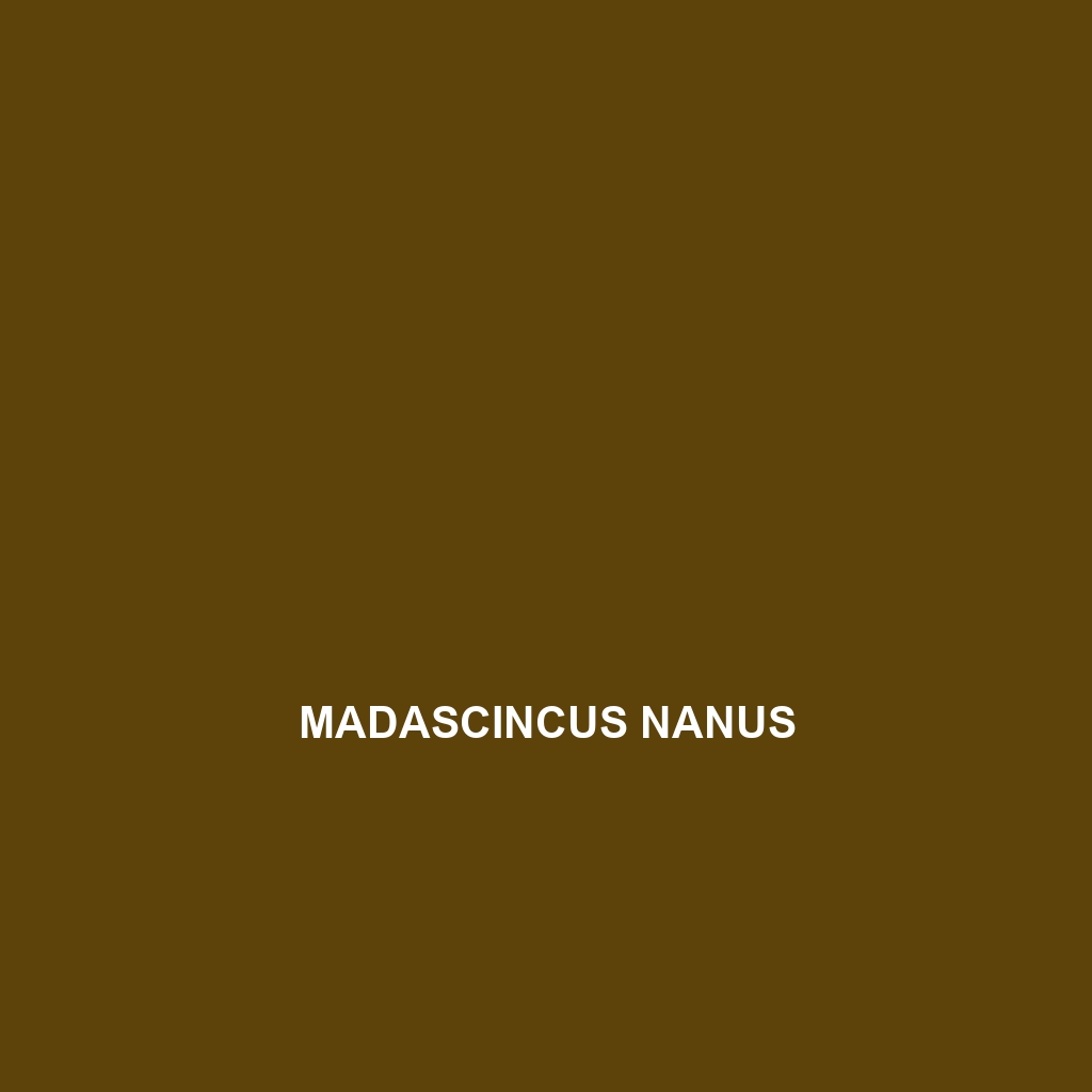 Madascincus nanus