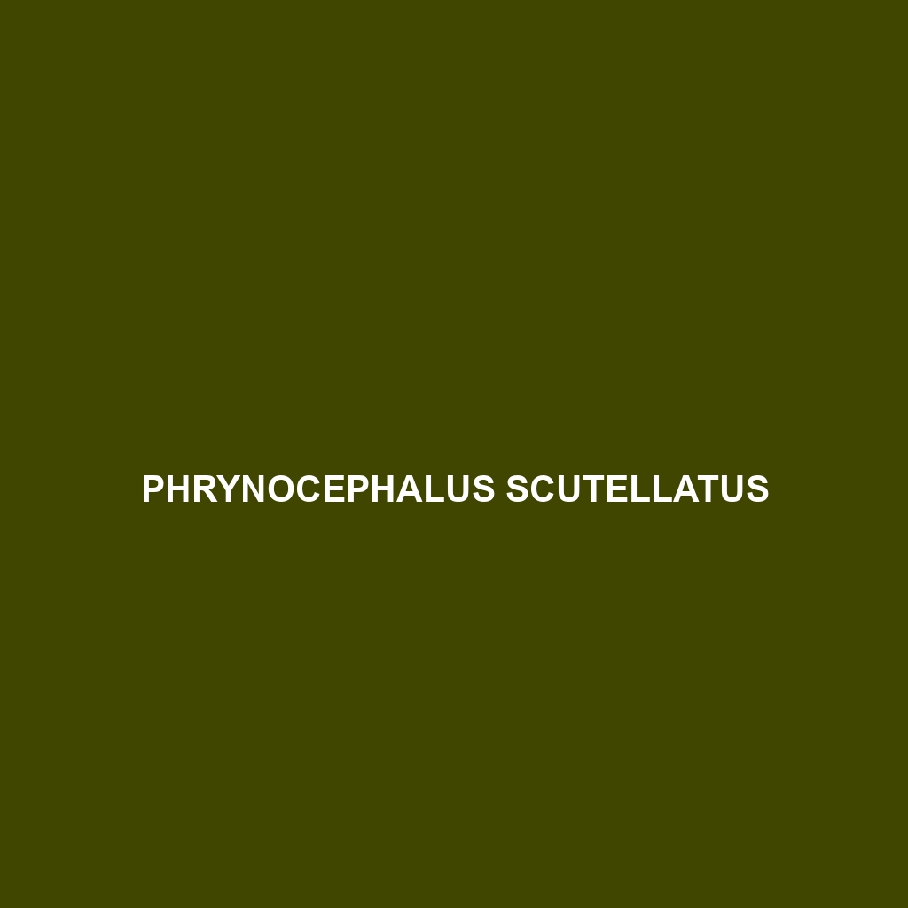 Phrynocephalus scutellatus