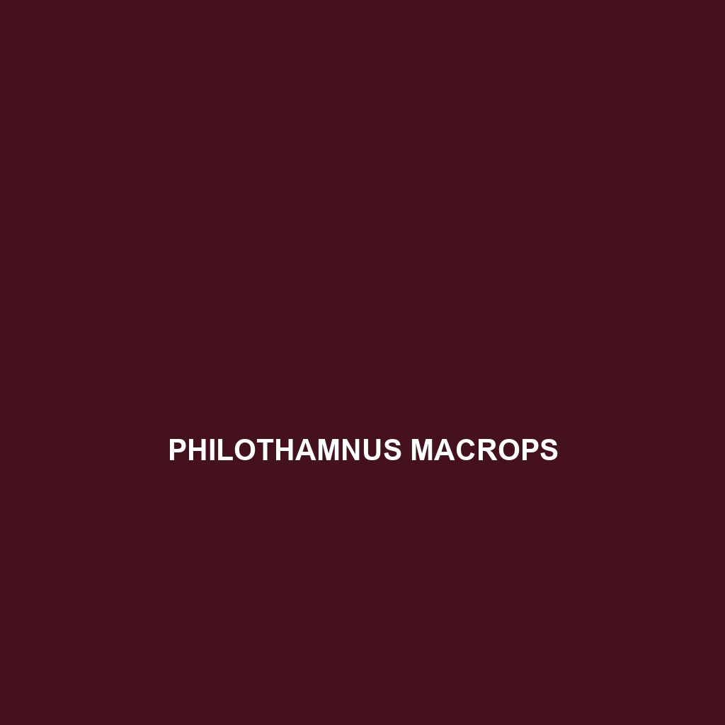 Philothamnus macrops