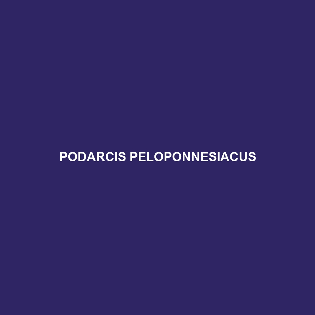 Podarcis peloponnesiacus