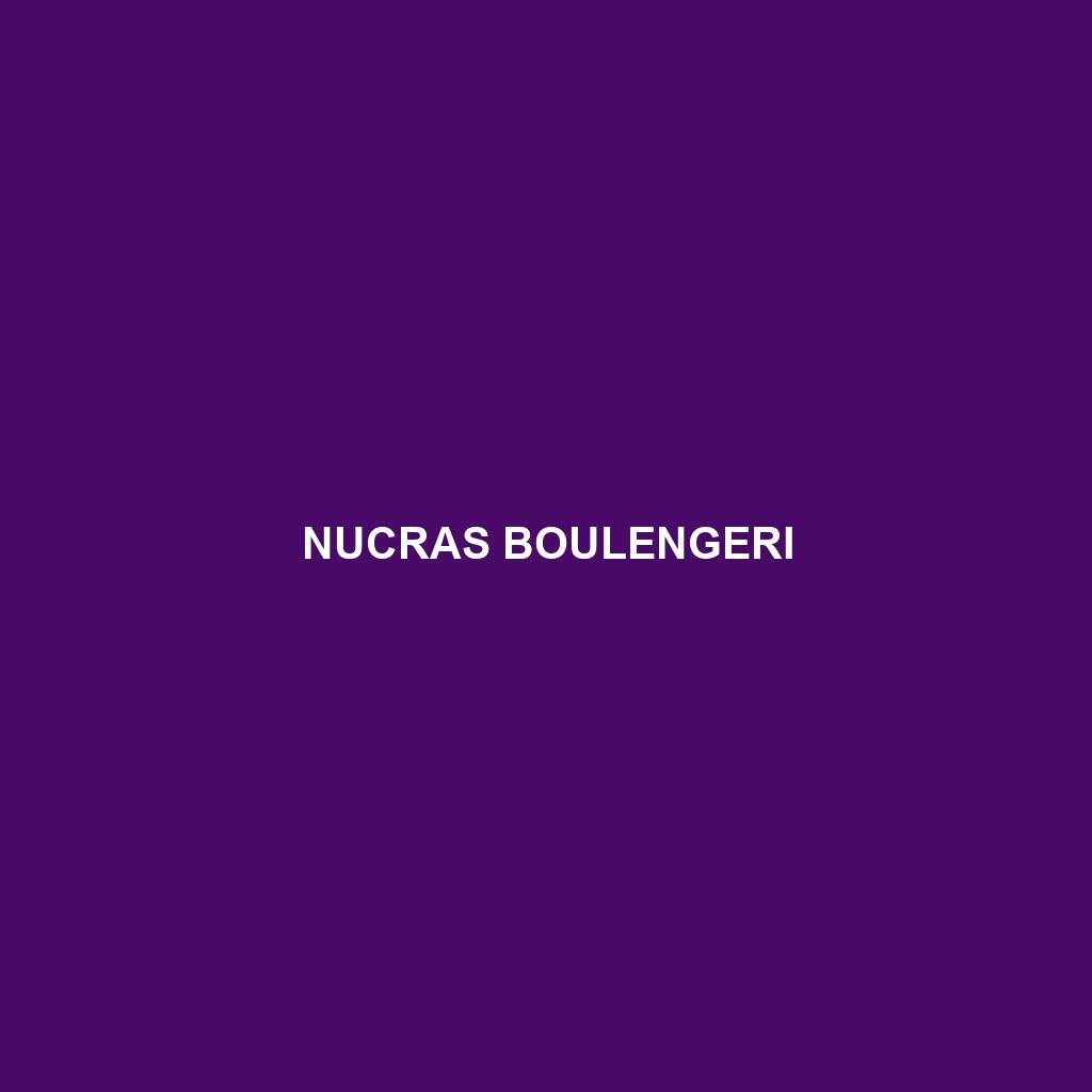 Nucras boulengeri