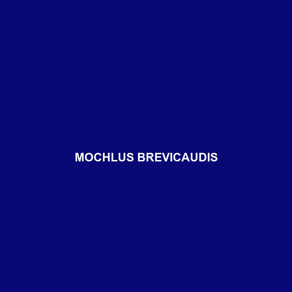 Mochlus brevicaudis