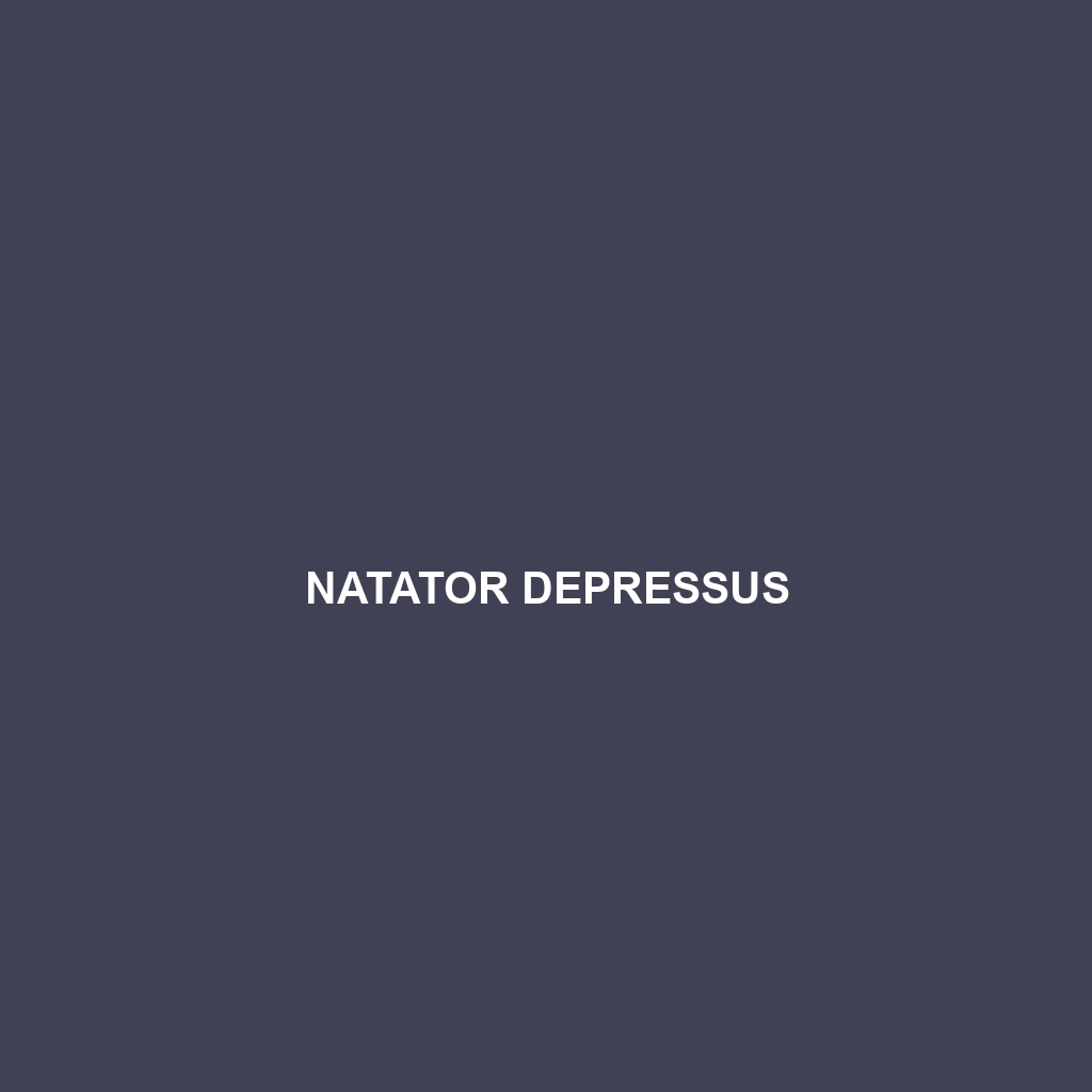 Natator depressus