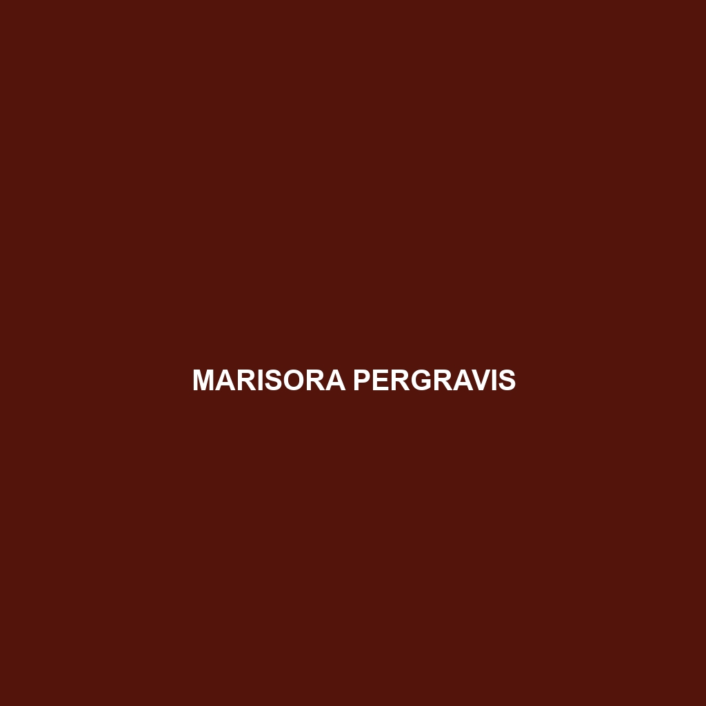 Marisora pergravis