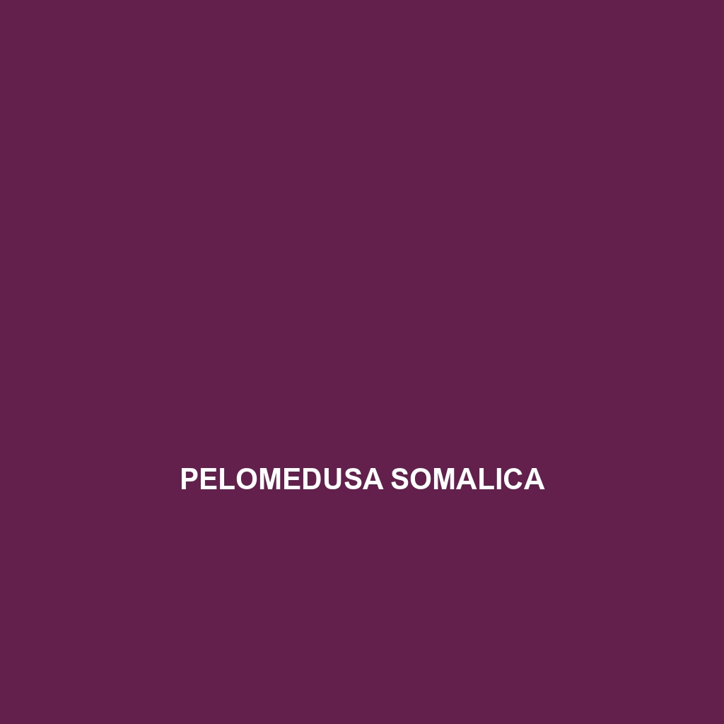 Pelomedusa somalica