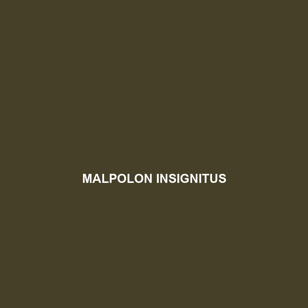 Malpolon insignitus