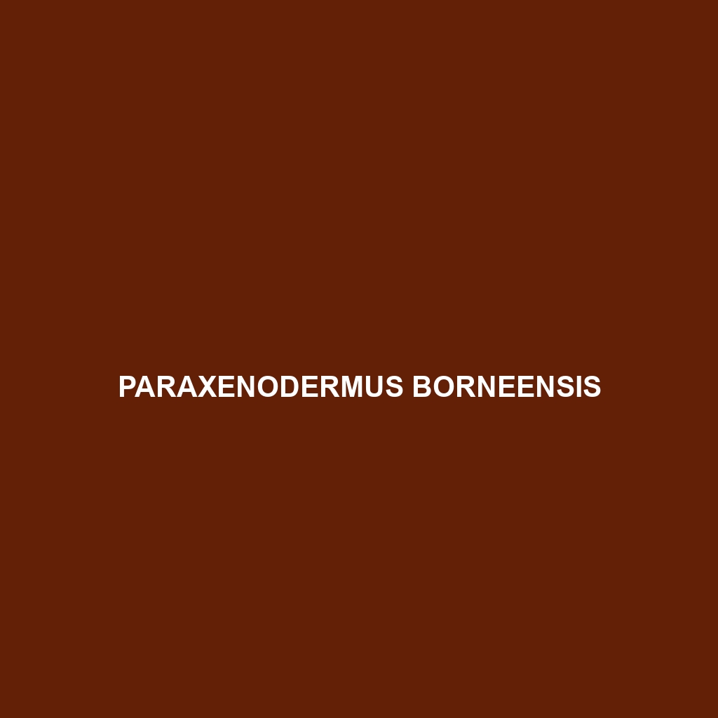 Paraxenodermus borneensis