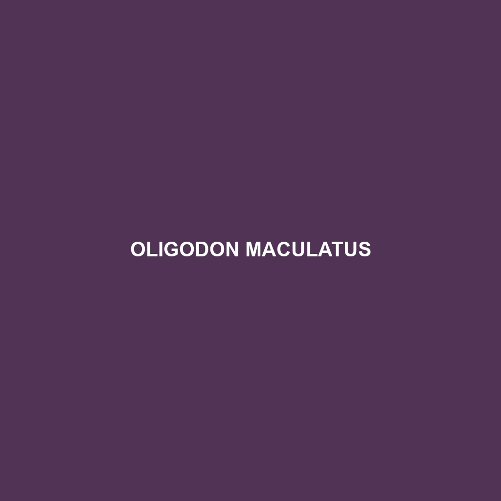 Oligodon maculatus