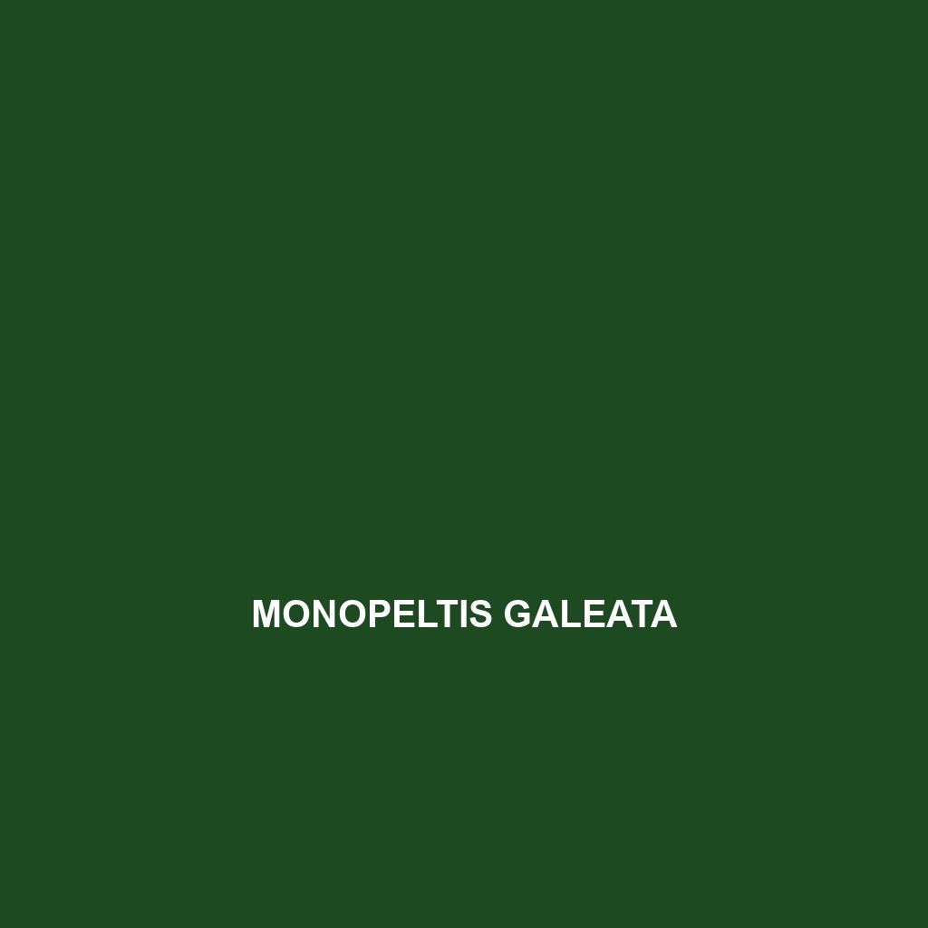 Monopeltis galeata