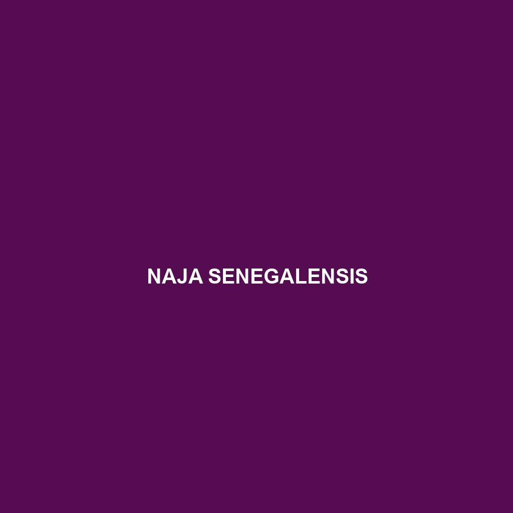 Naja senegalensis