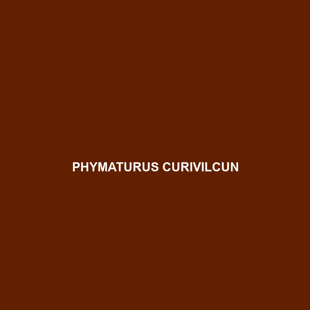 Phymaturus curivilcun