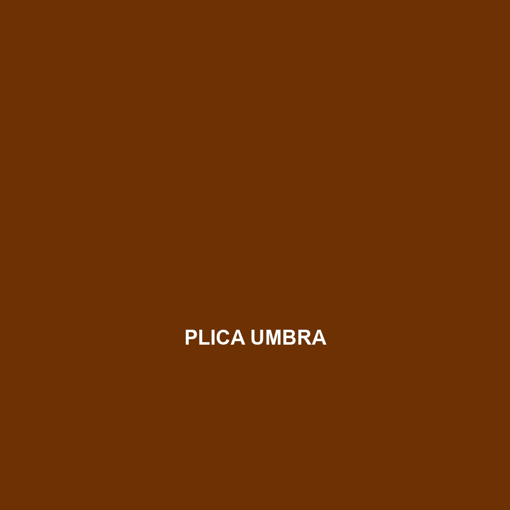 Plica umbra