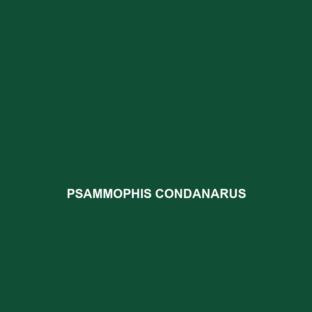 Psammophis condanarus